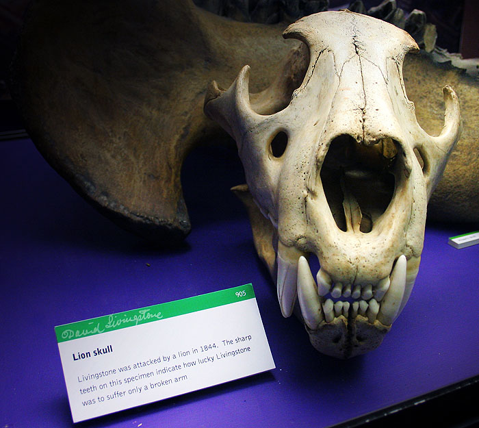 Lion skull, c.1800-1900. Copyright Livingstone Online. Creative Commons Attribution-NonCommercial 3.0 Unported (https://creativecommons.org/licenses/by-nc/3.0/). Lion skull, c.1800-1900. Copyright Livingstone Online. Creative Commons Attribution-NonCommercial 3.0 Unported (https://creativecommons.org/licenses/by-nc/3.0/).