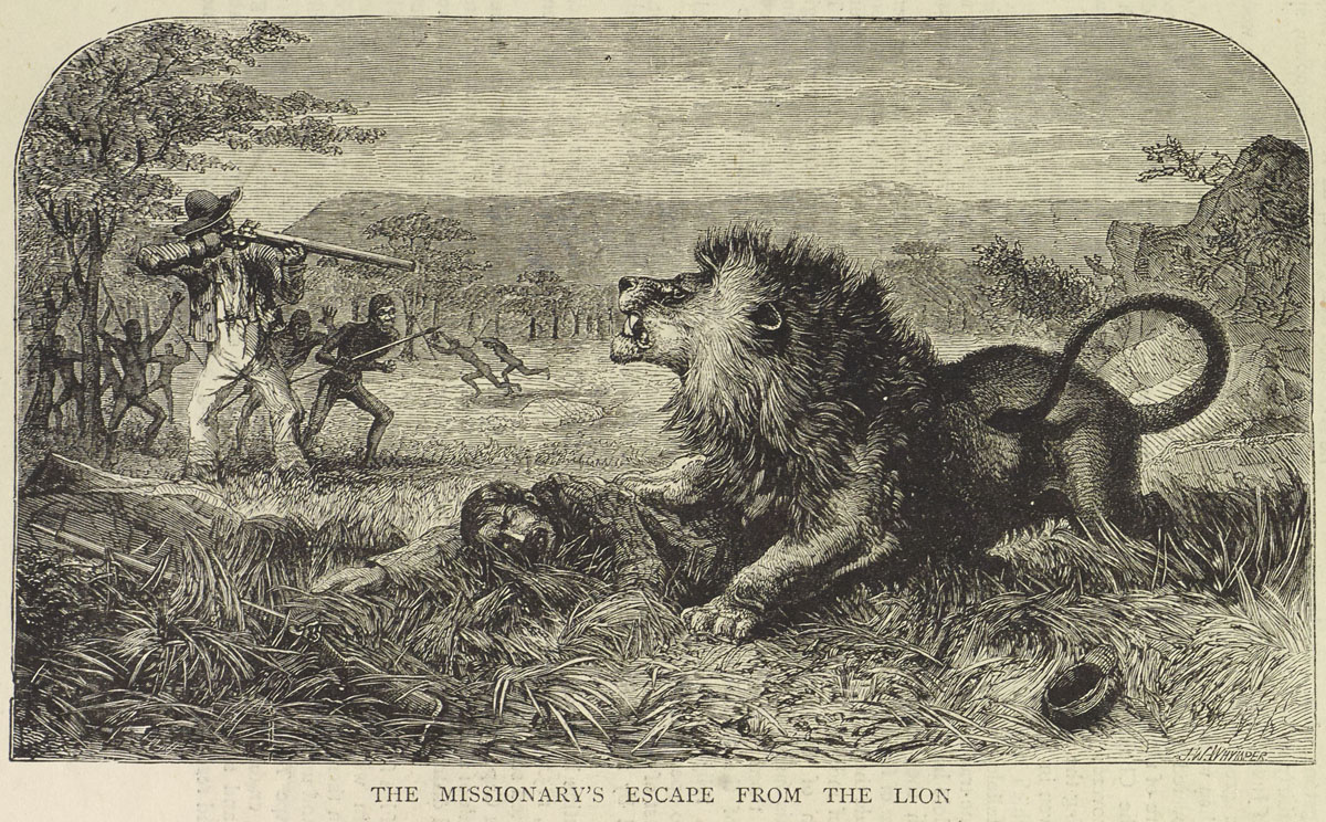'The Missionary's Escape from the Lion.' Illustration from 'The Life and Labours of David Livingstone,' The Graphic, 25 April 1874: 397. Copyright National Library of Scotland. Creative Commons Share-alike 2.5 UK: Scotland (https://creativecommons.org/licenses/by-nc-sa/2.5/scotland/). 'The Missionary's Escape from the Lion.' Illustration from 'The Life and Labours of David Livingstone,' The Graphic, 25 April 1874: 397. Copyright National Library of Scotland. Creative Commons Share-alike 2.5 UK: Scotland (https://creativecommons.org/licenses/by-nc-sa/2.5/scotland/).