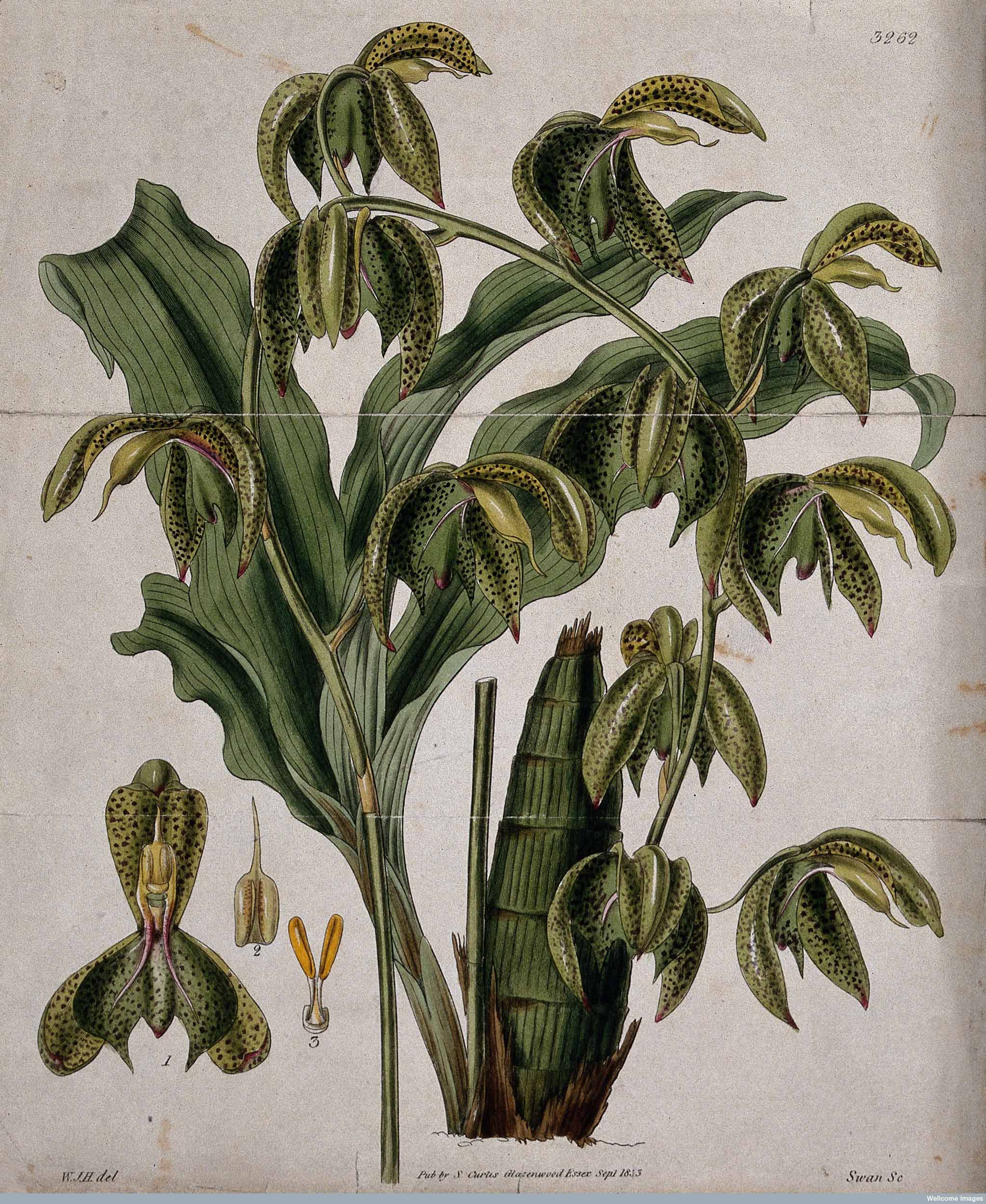 Tropical orchid (catasetum trifidum). Copyright Wellcome Library, London. Creative Commons Attribution 4.0 International (https://creativecommons.org/licenses/by/4.0/).