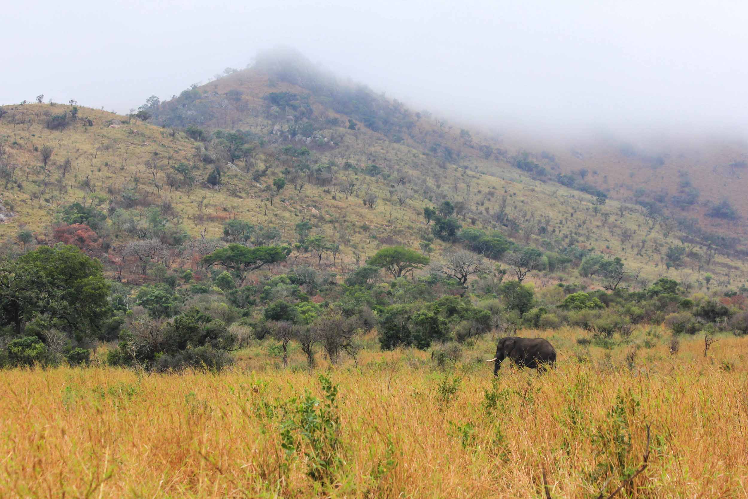 Elephant in the Morning Haze in Hluhluwe-iMfolozi Park, KwaZulu-Natal, South Africa. Copyright Angela Aliff. Creative Commons Attribution-NonCommercial 3.0 Unported (https://creativecommons.org/licenses/by-nc/3.0/). Elephant in the Morning Haze in Hluhluwe-iMfolozi Park, KwaZulu-Natal, South Africa. Copyright Angela Aliff. Creative Commons Attribution-NonCommercial 3.0 Unported (https://creativecommons.org/licenses/by-nc/3.0/).