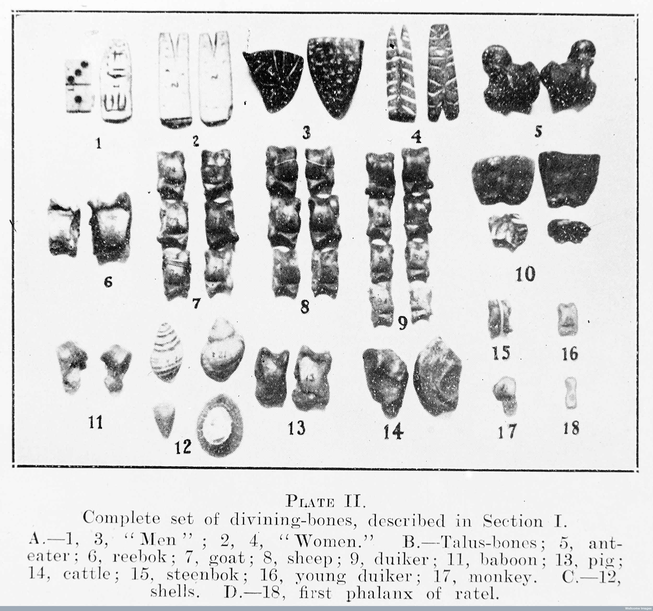 Illustration of a complete set of divining bones from Bantu Studies, by K.M. Watt and N.J.V. Warmelo. Copyright Wellcome Library, London. Creative Commons Attribution 4.0 International (https://creativecommons.org/licenses/by/4.0/).