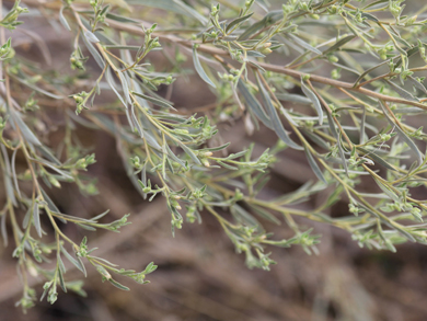 Wild sage in Limpopo Province, South Africa, 2013. Copyright Angela Aliff. CC BY-NC 3.0 Wild sage in Limpopo Province, South Africa, 2013. Copyright Angela Aliff. CC BY-NC 3.0