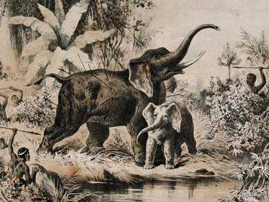'Natives Spearing an Elephant.' Copyright Wellcome Library, London. CC BY 4.0 'Natives Spearing an Elephant.' Copyright Wellcome Library, London. CC BY 4.0