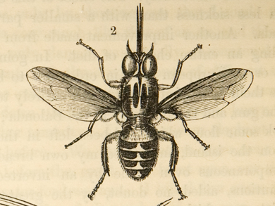 'The Tsetse' (Livingstone 1857:frontispiece). Copyright Royal Geographical Society (with IBG). Used by permission for academic purposes only. 'The Tsetse' (Livingstone 1857:frontispiece). Copyright Royal Geographical Society (with IBG). Used by permission for academic purposes only.